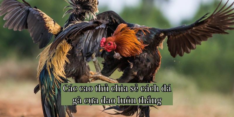 Các cao thủ chia sẻ cách đá gà cựa dao luôn thắng