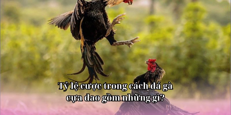 Tìm hiểu tỷ lệ cược trong cách đá gà cựa dao là rất quan trọng