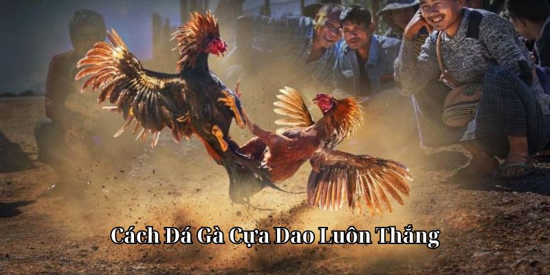 cách đá gà cựa dao luôn thắng