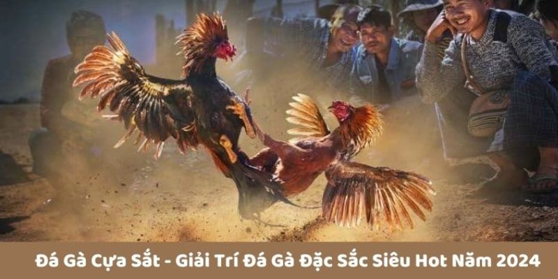 đá gà cựa sắt