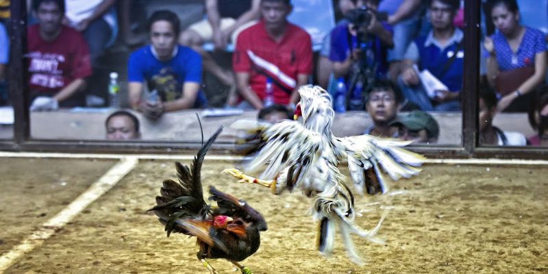 Tầm quan trọng của bình luận viên trong trận gà